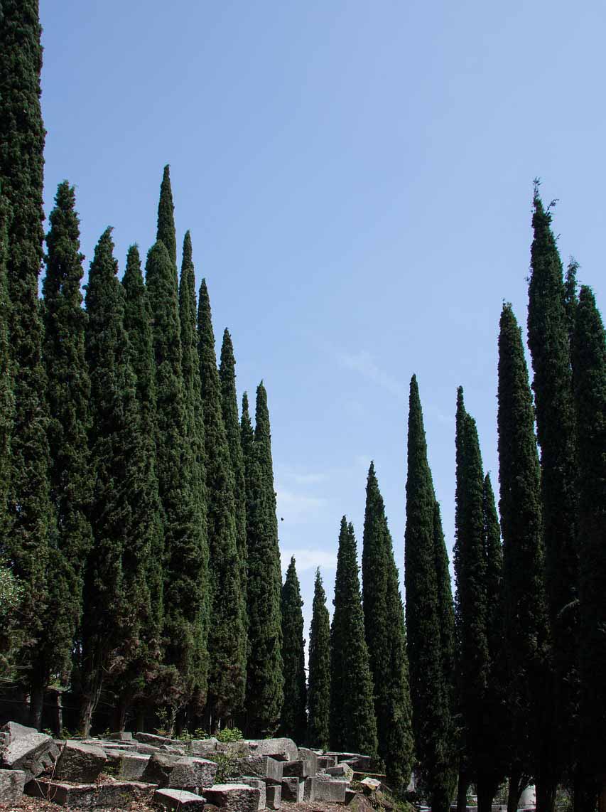 coloumn cypress
