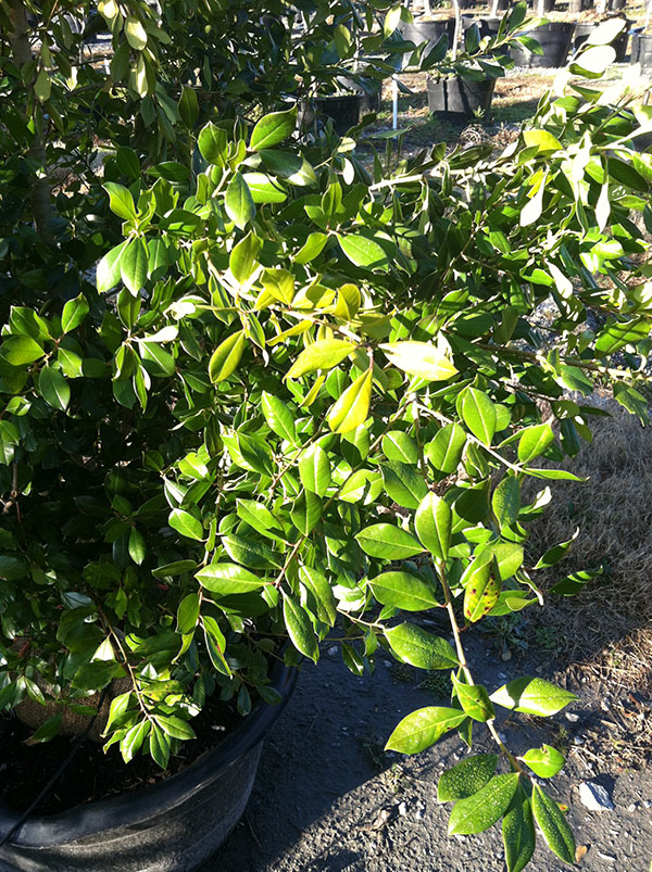 A potted plant with glossy green leaves sits outdoors, surrounded by other plants. Sunlight highlights some of the leaves.