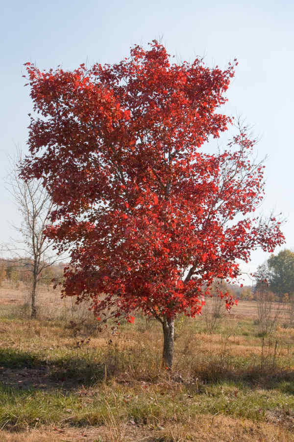 October Glory Red Maple 