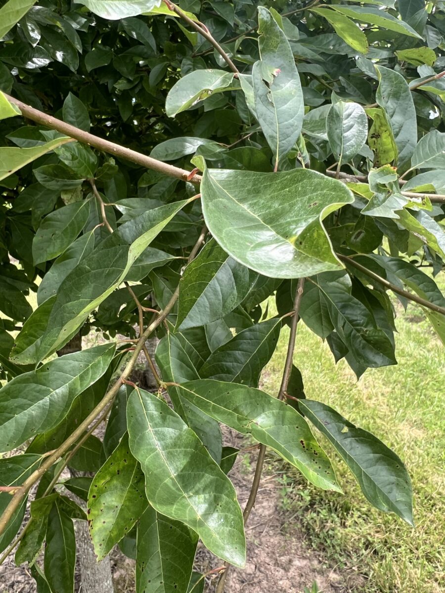 Black Gum leaves on a tree branch, with some visible spots, set against a grassy background.