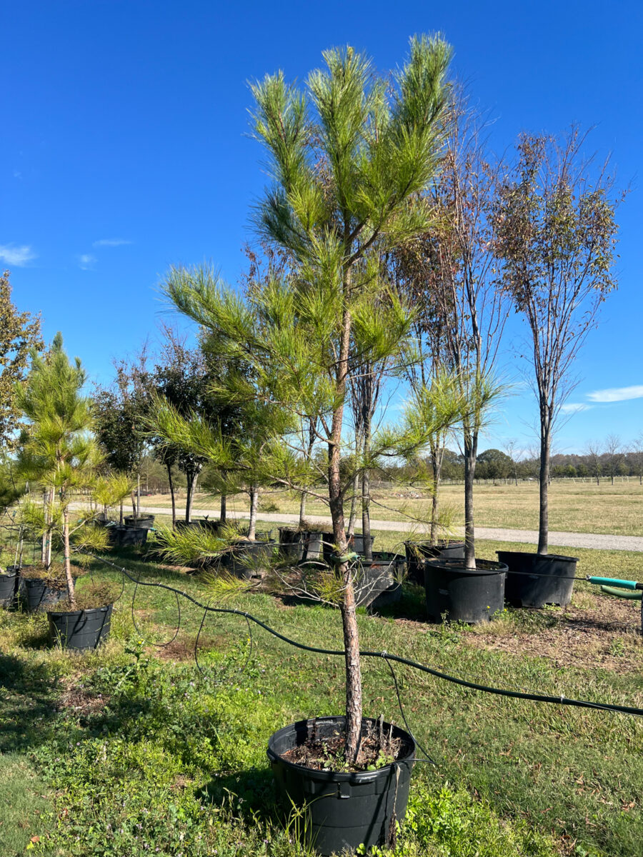 Loblolly Pines in large pots lined up outdoors on grassy ground, with a blue sky and scattered trees in the background.