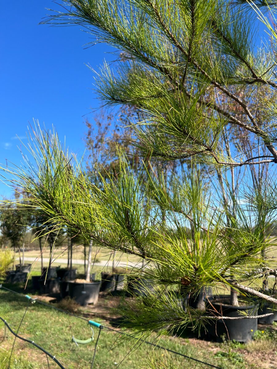 Loblolly potted pine trees with long needles in a row on grass, set against a clear blue sky.