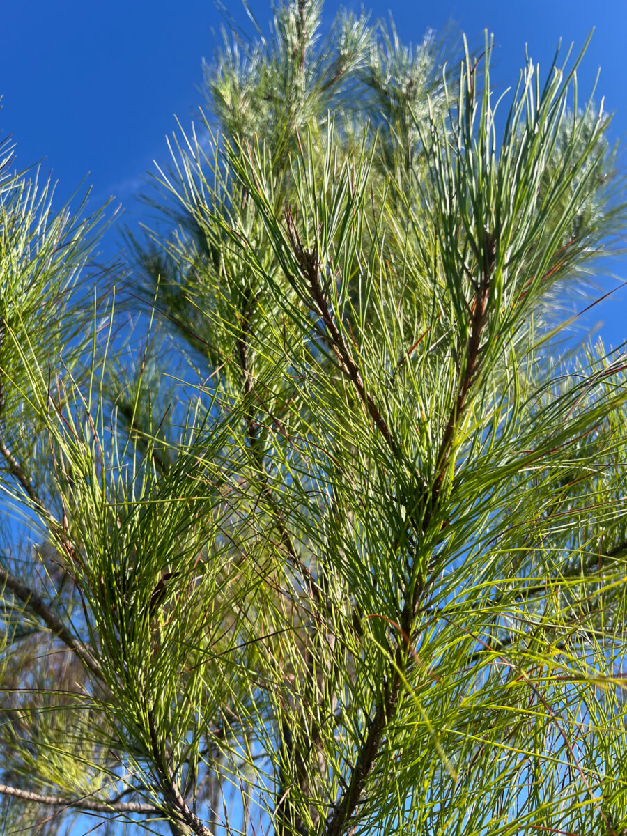 Close-up of Loblolly Pine branches with long green needles against a clear blue sky.