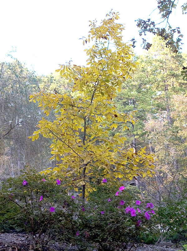 A Green Ash with yellow leaves and pink flowers stands in the foreground, framed by a lush forest under a clear sky.