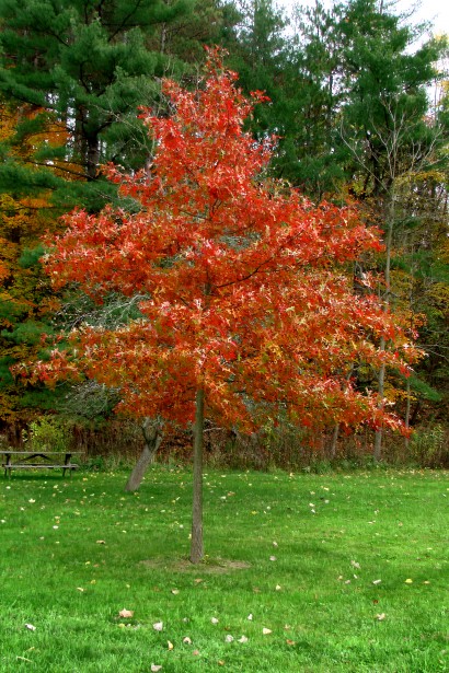 A single Black Gum tree with bright red and orange autumn leaves stands on a grassy area, surrounded by greenery.